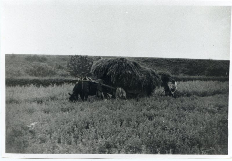 Photographie d'une charrette de foin dans la plaine, sans date