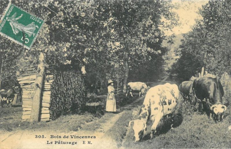 Vaches dans le bois de Vincennes