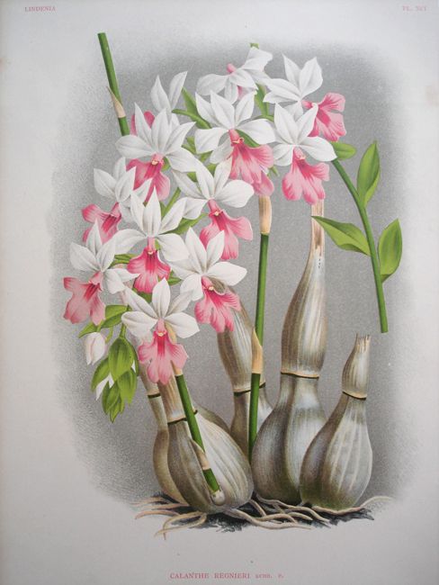 Les orchidées Régnier