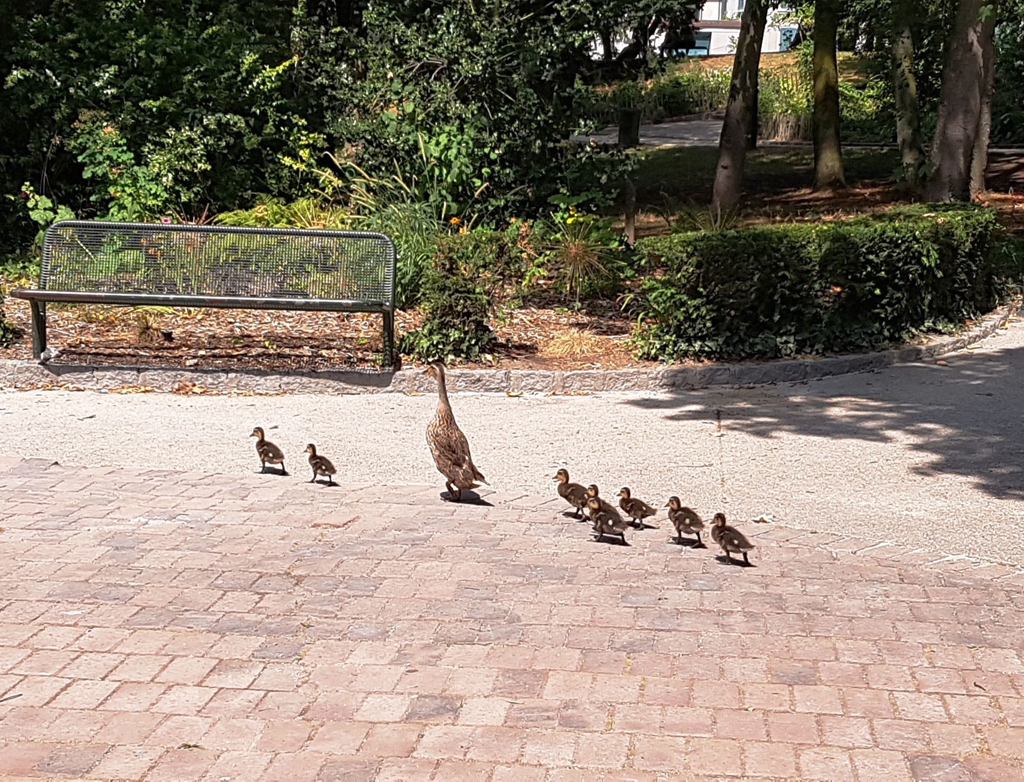 Les mascottes du service