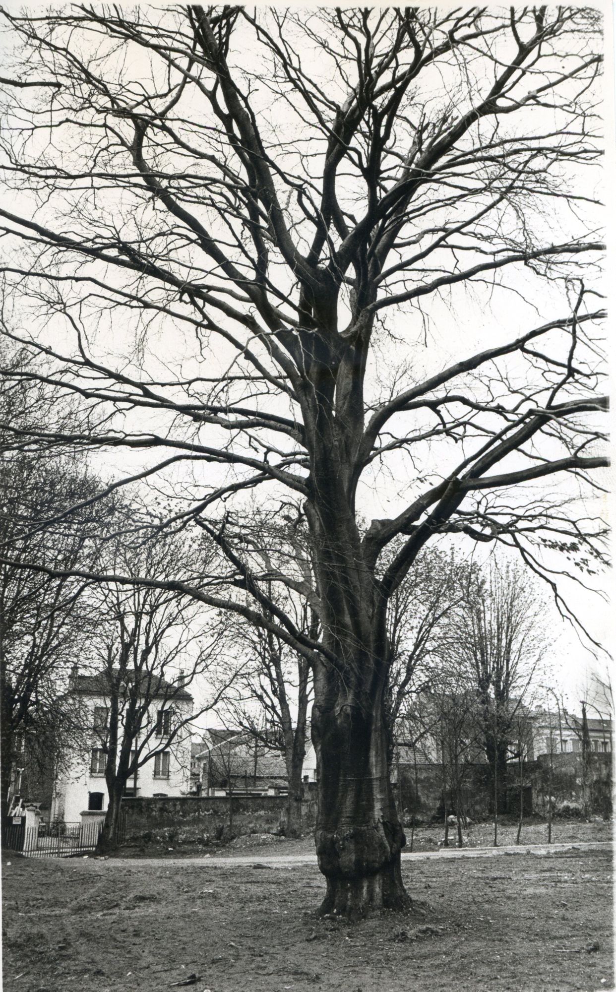 Le parc entouré de murs et son hêtre pourpre de plus de 200 ans