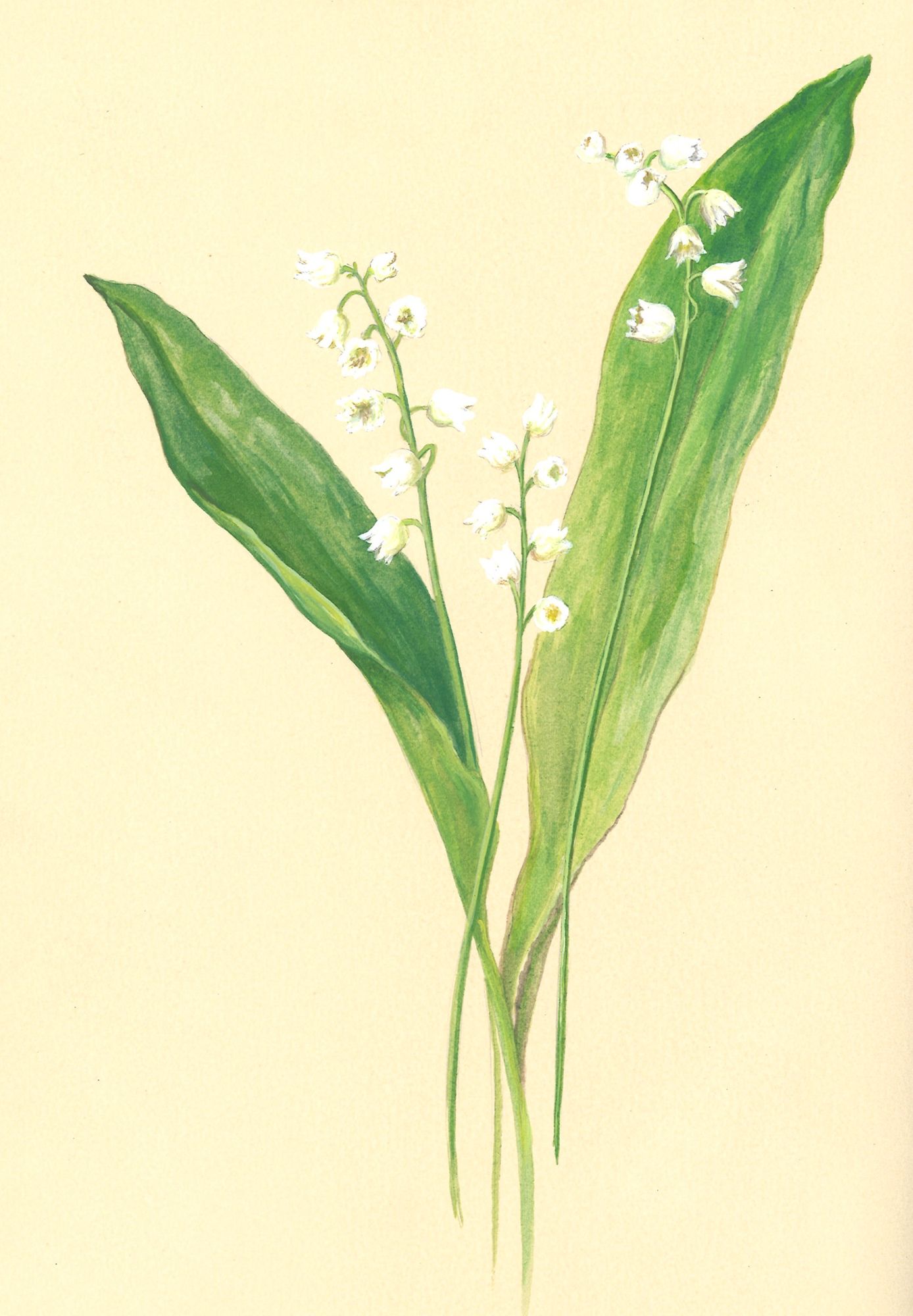 Muguet porte-bonheur du 1er mai
