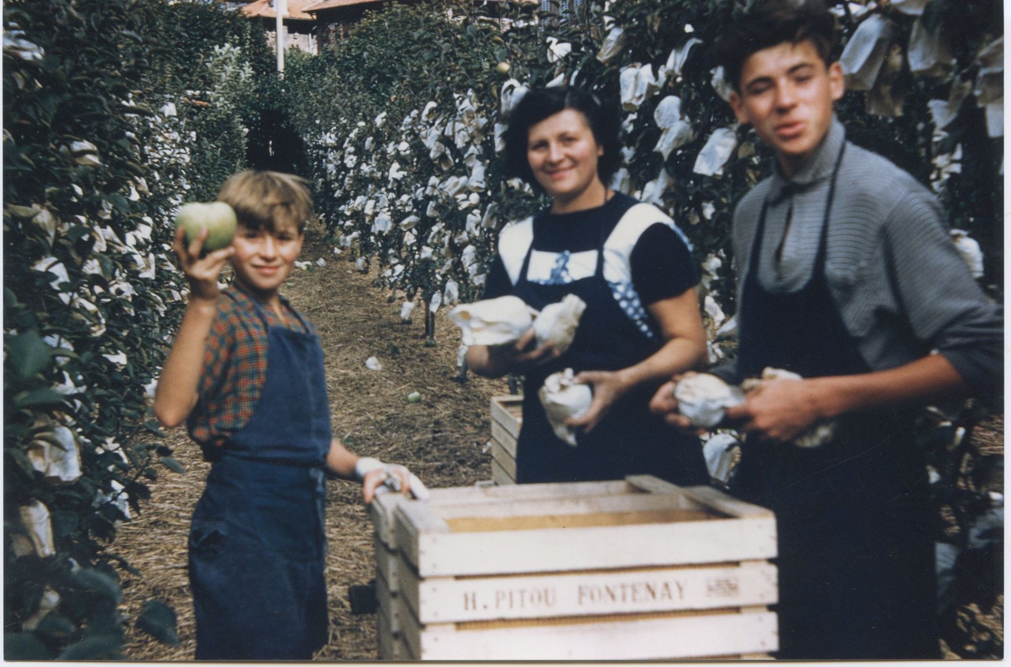 Madame Pitou et ses fils, Christian et François pendant une cueillette des fruits
