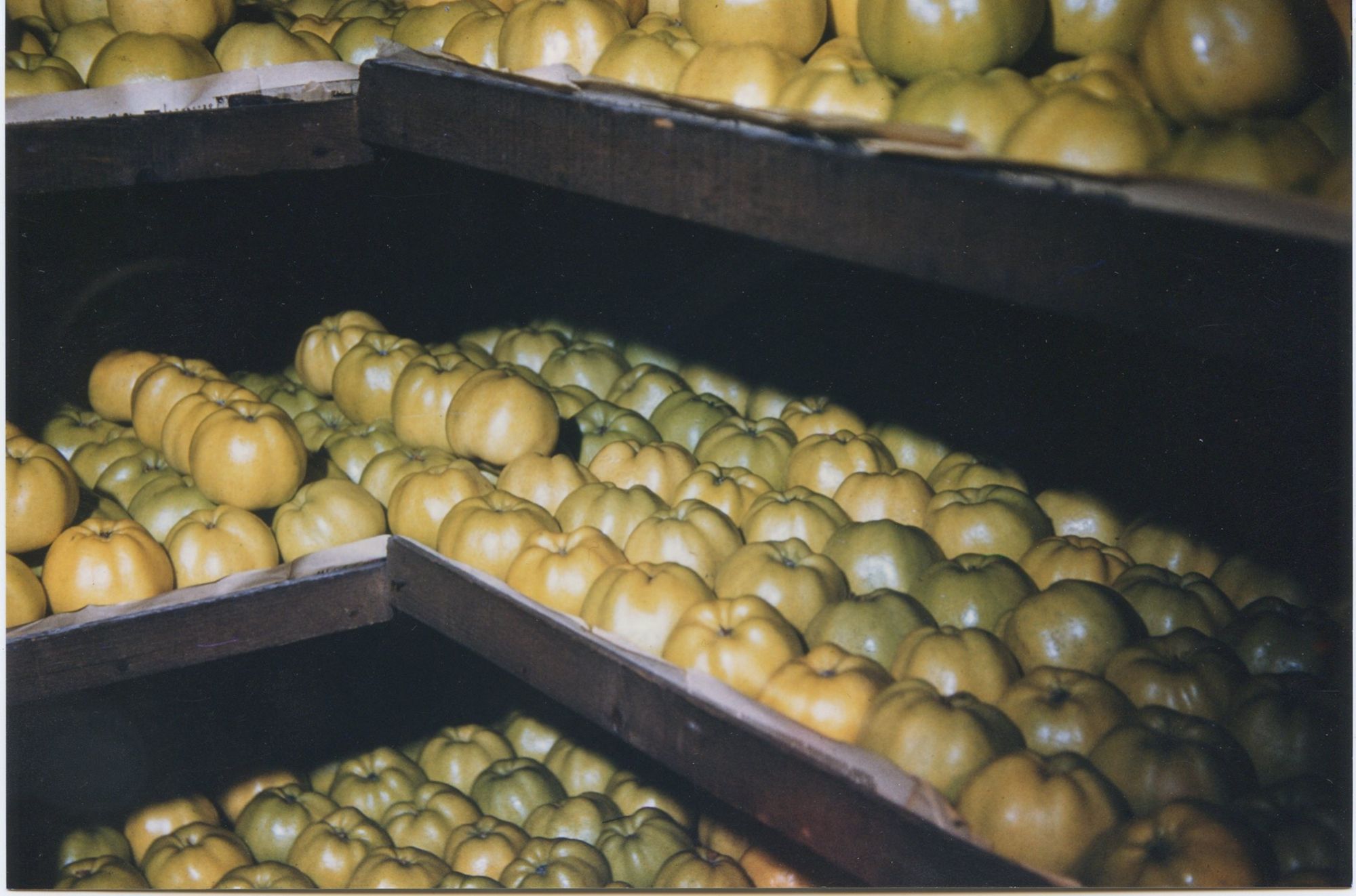 Pommes Calville peau jaune