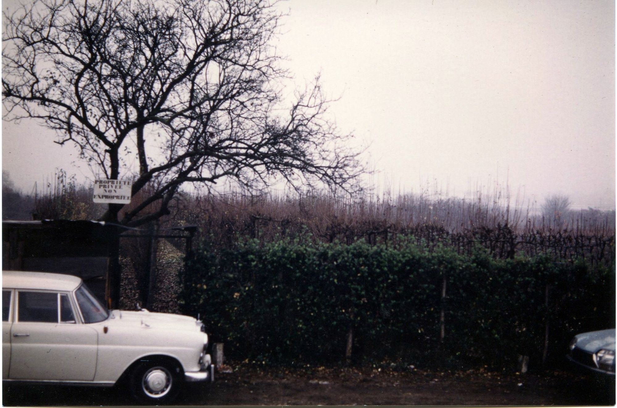 Un des derniers vergers de la Plaine 