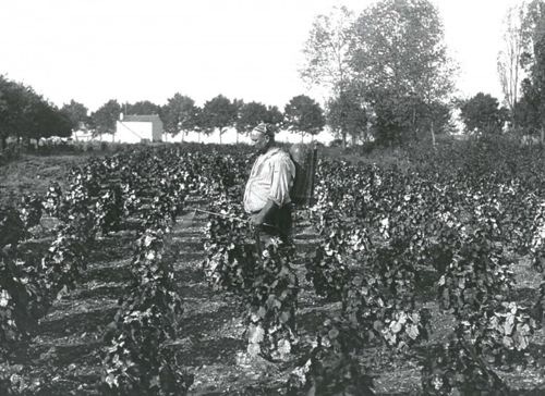 Mr Ledoux dans ses vignes en 1911