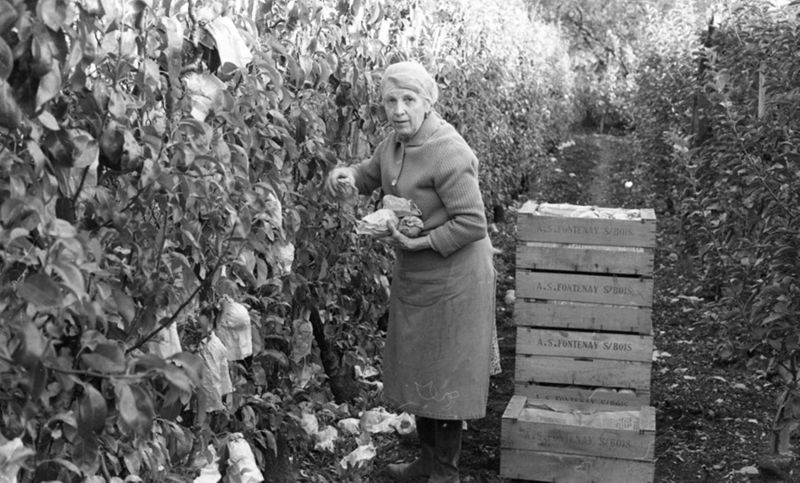 Mme Beuzeville à la cueillette des pommes ensachées dans un verger de Fontenay, 1980. 