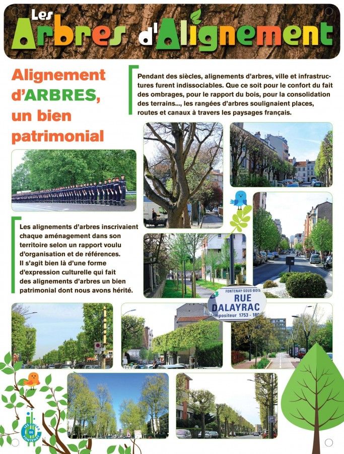 Alignement d'arbres, un bien patrimonial